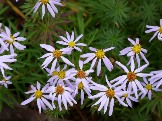 {Ionactis linariifolia}